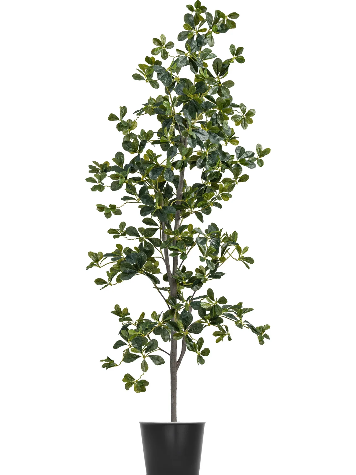180cm Black Olive Tree #HGL-136-18001
