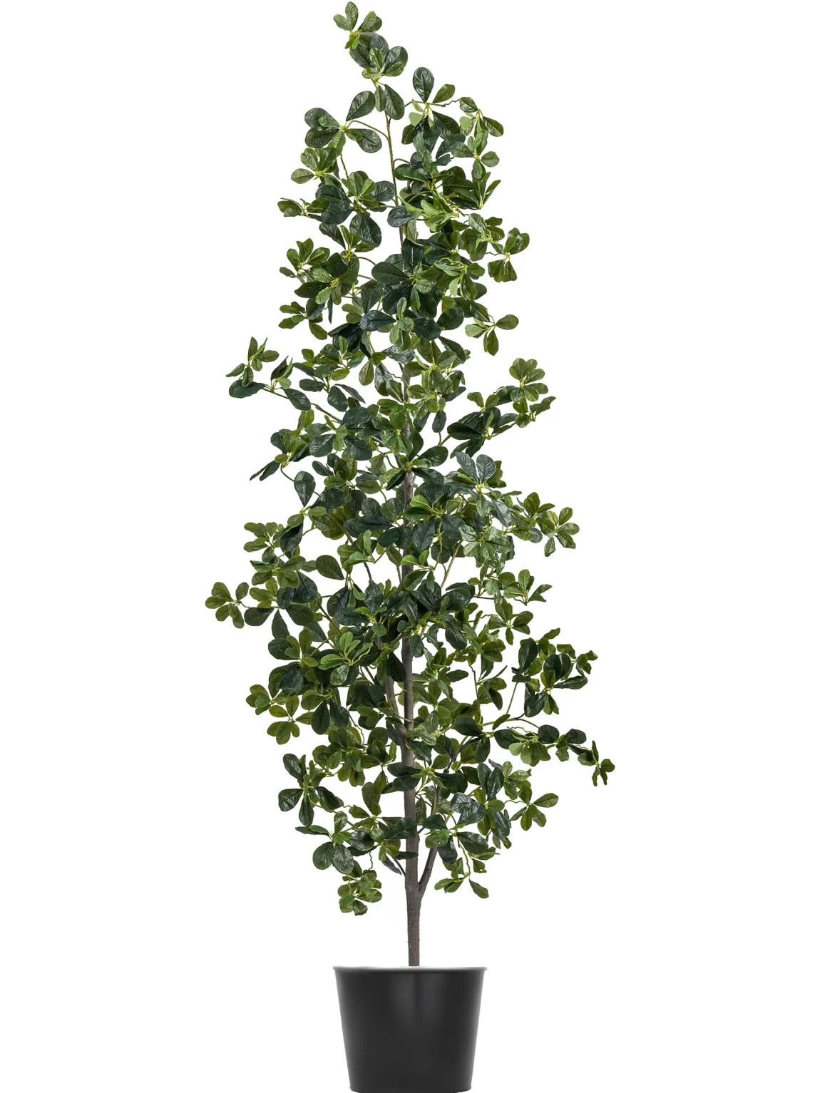 210cm Black Olive Tree #HGL-136-21002