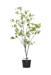 160cm Erythrina Variegata #HDCH-152-16002