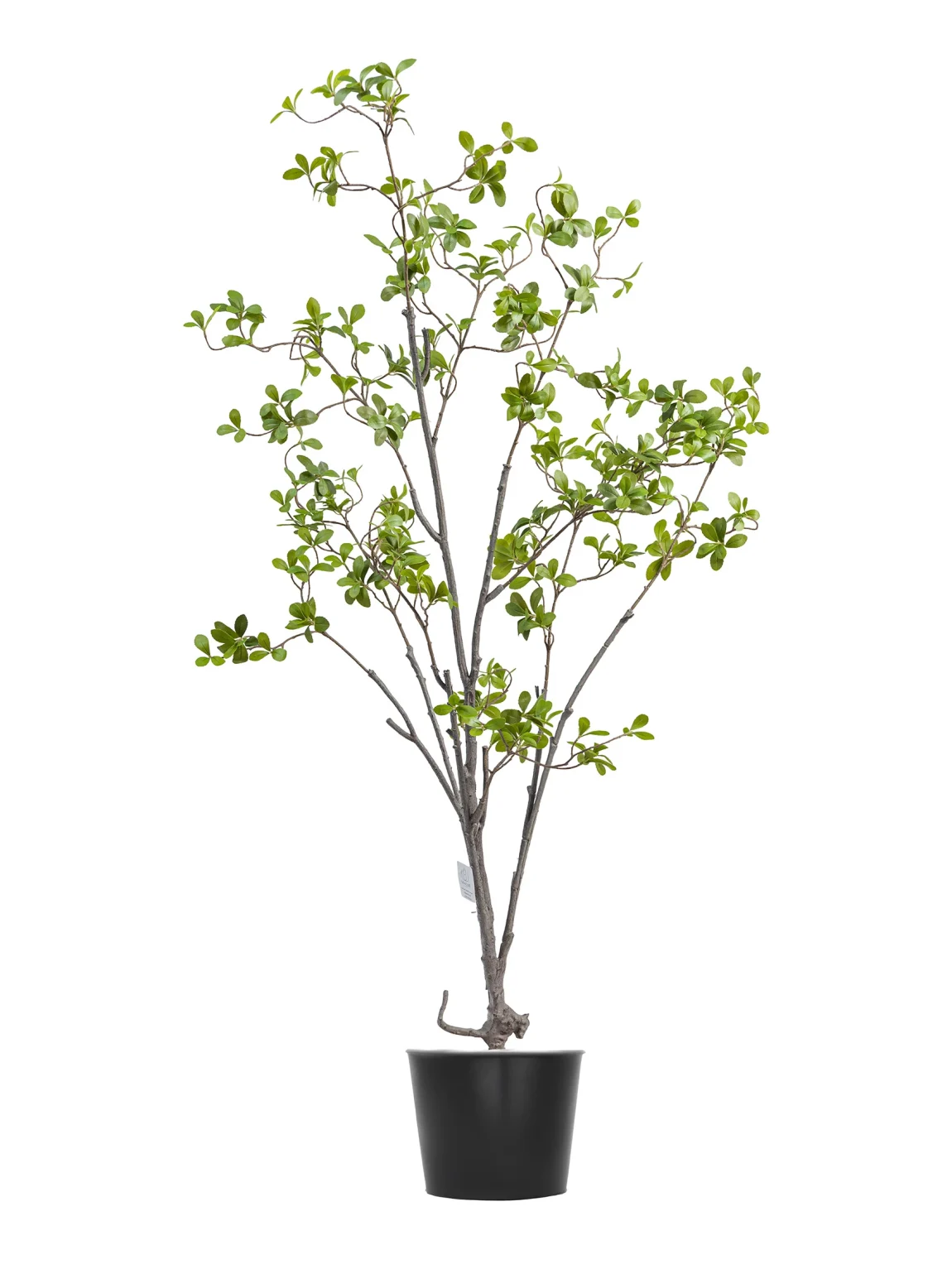 160cm Erythrina Variegata #HDCH-152-16002
