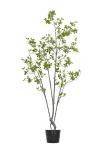 180cm Erythrina Variegata #HDCH-152-18003
