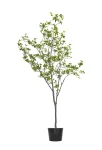 200cm Erythrina Variegata #HDCH-152-20004