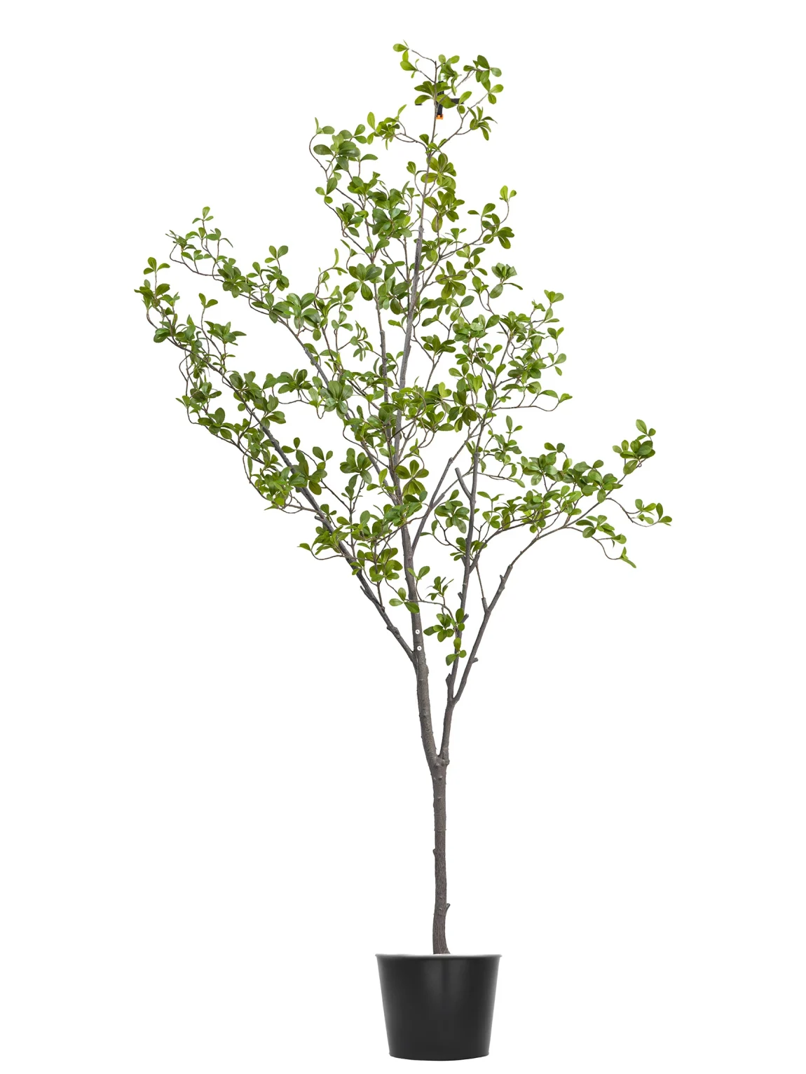 200cm Erythrina Variegata #HDCH-152-20004