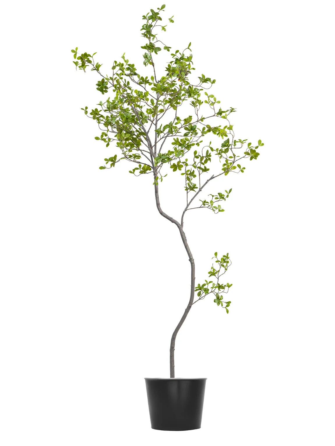 240cm Erythrina Variegata #HDCH-152-24005