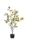 160cm Erythrina Variegata #HDCH-152-16002