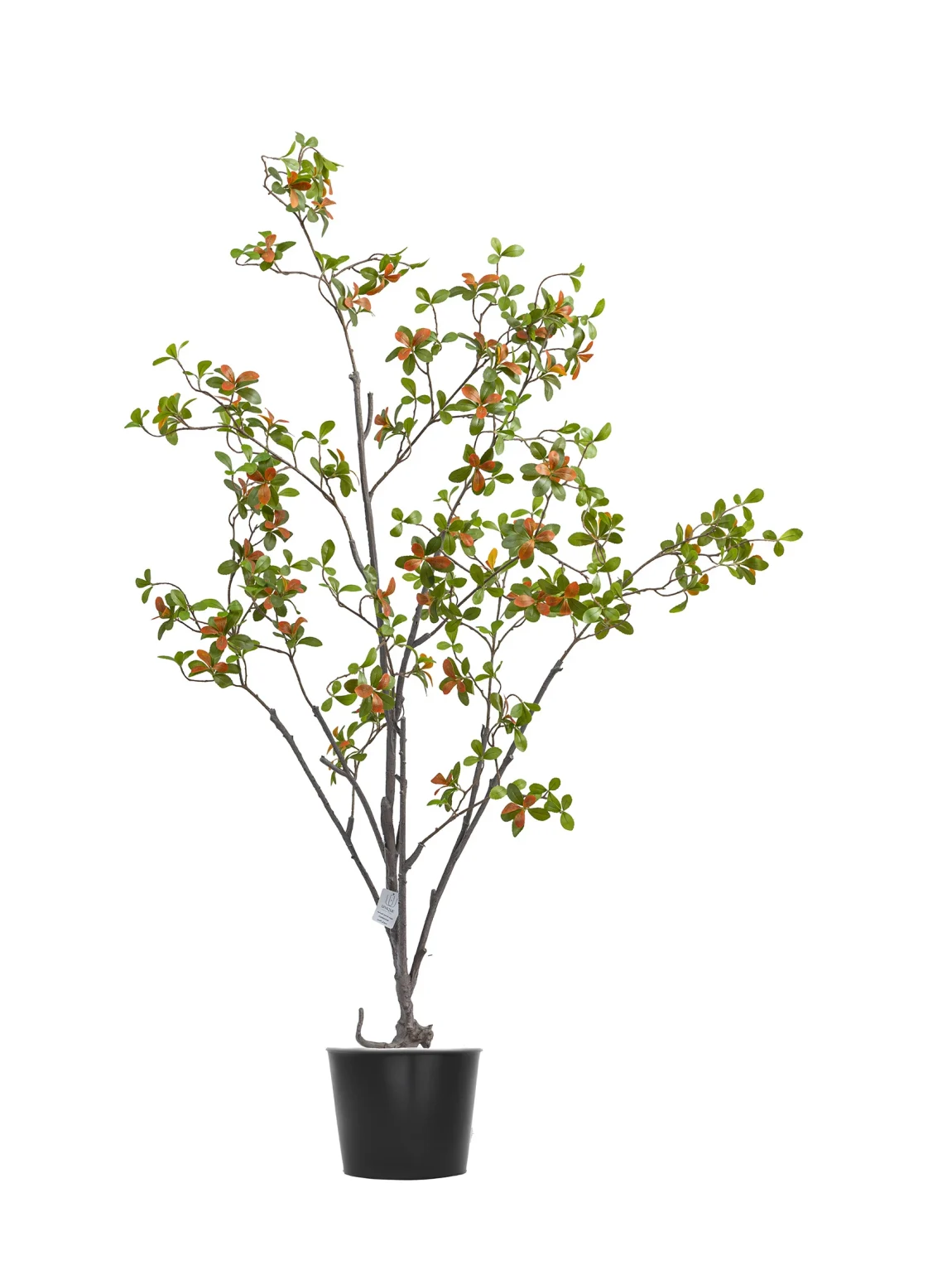 160cm Erythrina Variegata #HDCH-152-16002